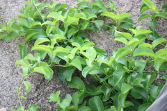 Decalepis hamiltonii